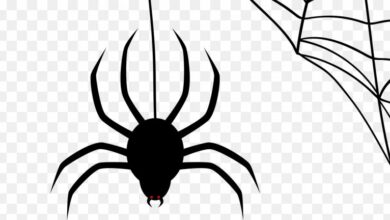 spider-web-clip-art. This is very important and creative of the people by spider web clip art and very interested